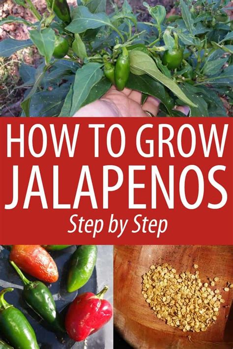 Master the Art of Planting Jalapeno Seeds with These Simple Tips